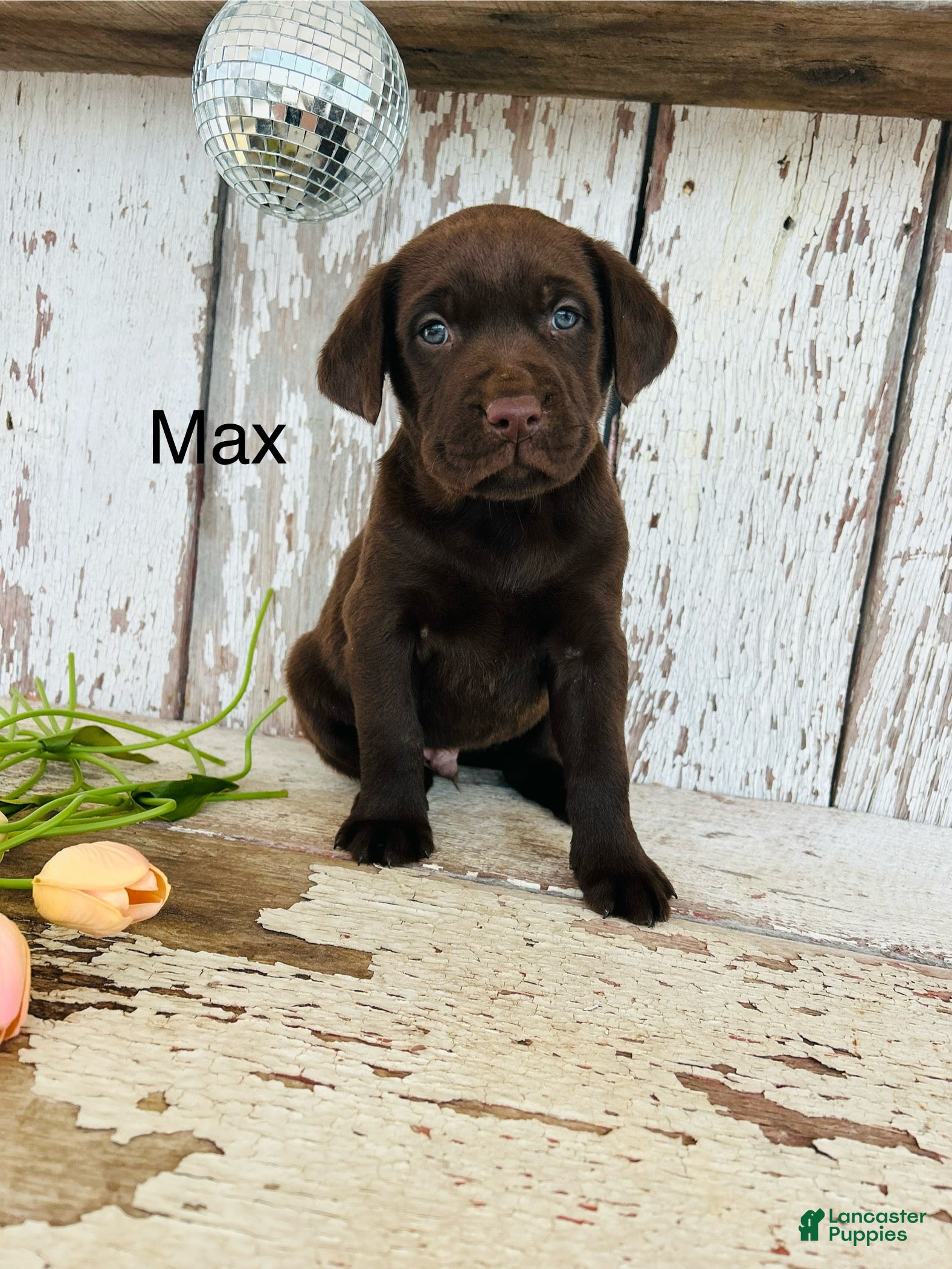 Labrador Retriever dogs Max - Ad 29