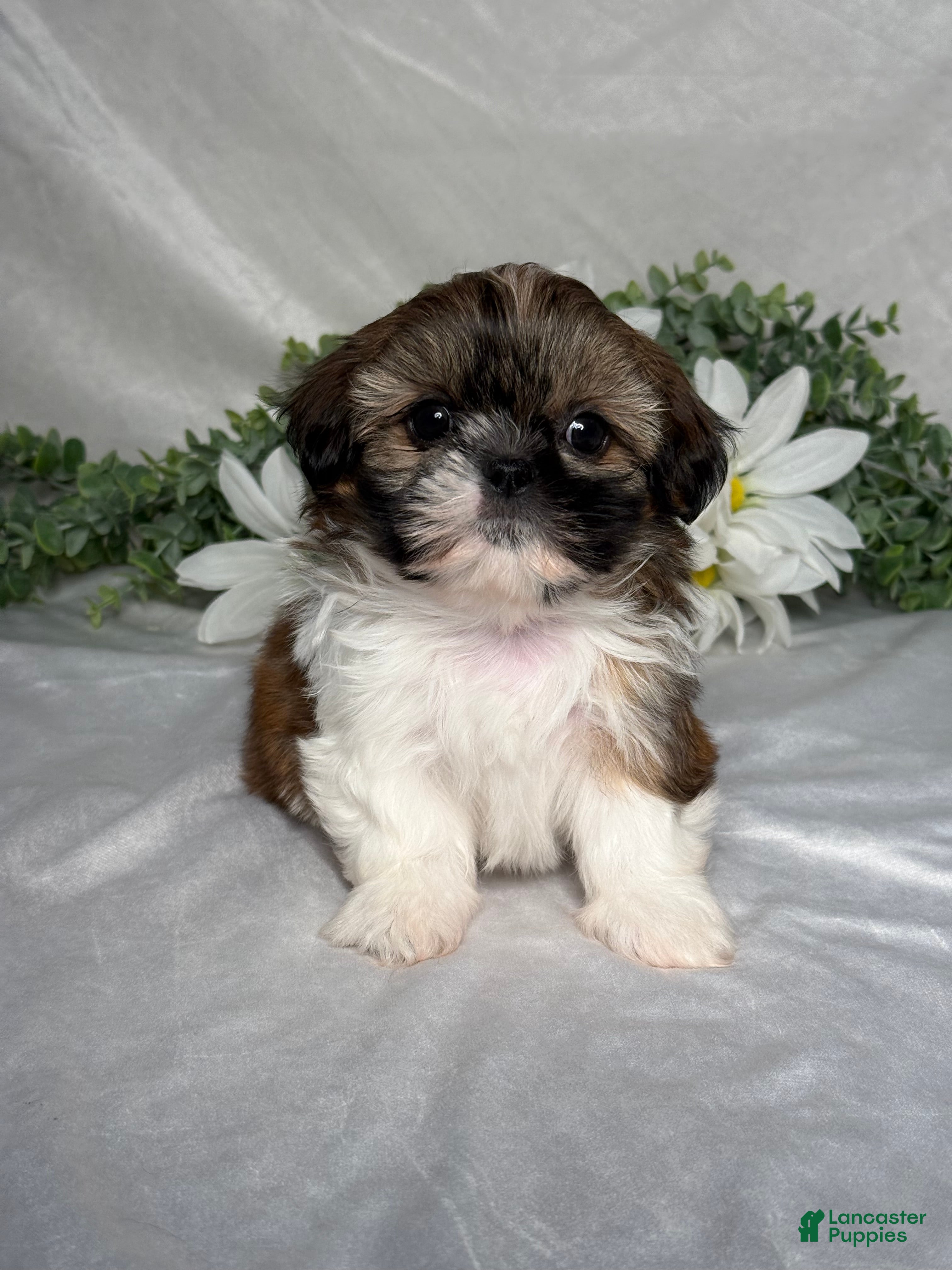 Shih Tzu dogs Mandy - Ad 1