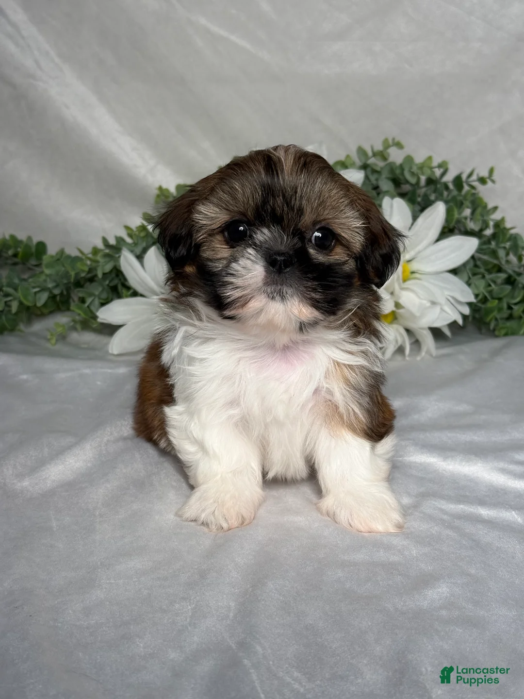 Shih Tzu dogs for sale: Mandy - Ad 1