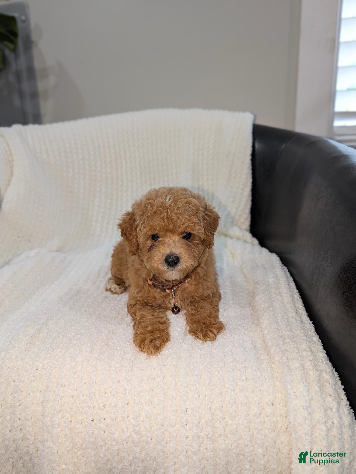 Toy Poodle dogs Sunny  - Ad 2