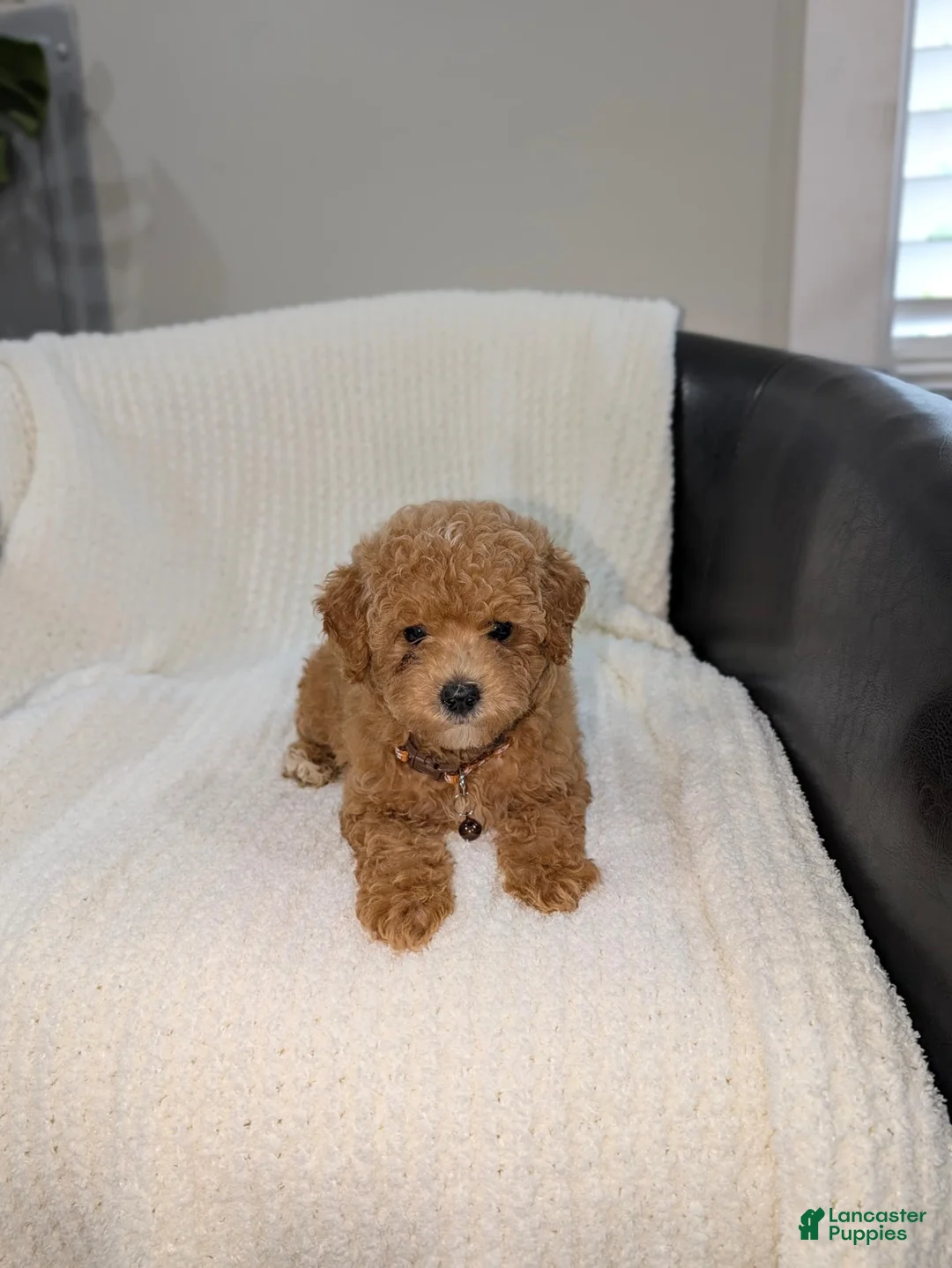 Toy Poodle dogs for sale: Sunny  - Ad 2