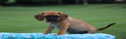 Puggle dogs for sale: Blaze - Ad 2