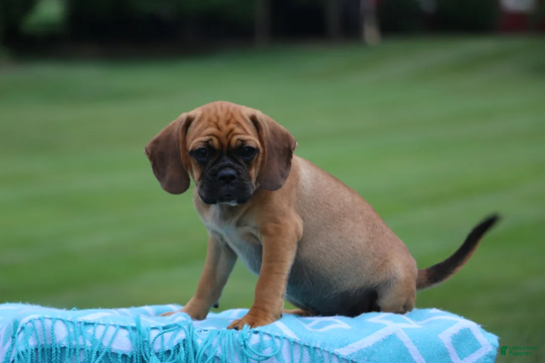 Puggle dogs for sale: Blaze - Ad 2