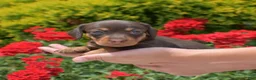 Miniature Dachshund dogs for sale: Banjo - Ad 2