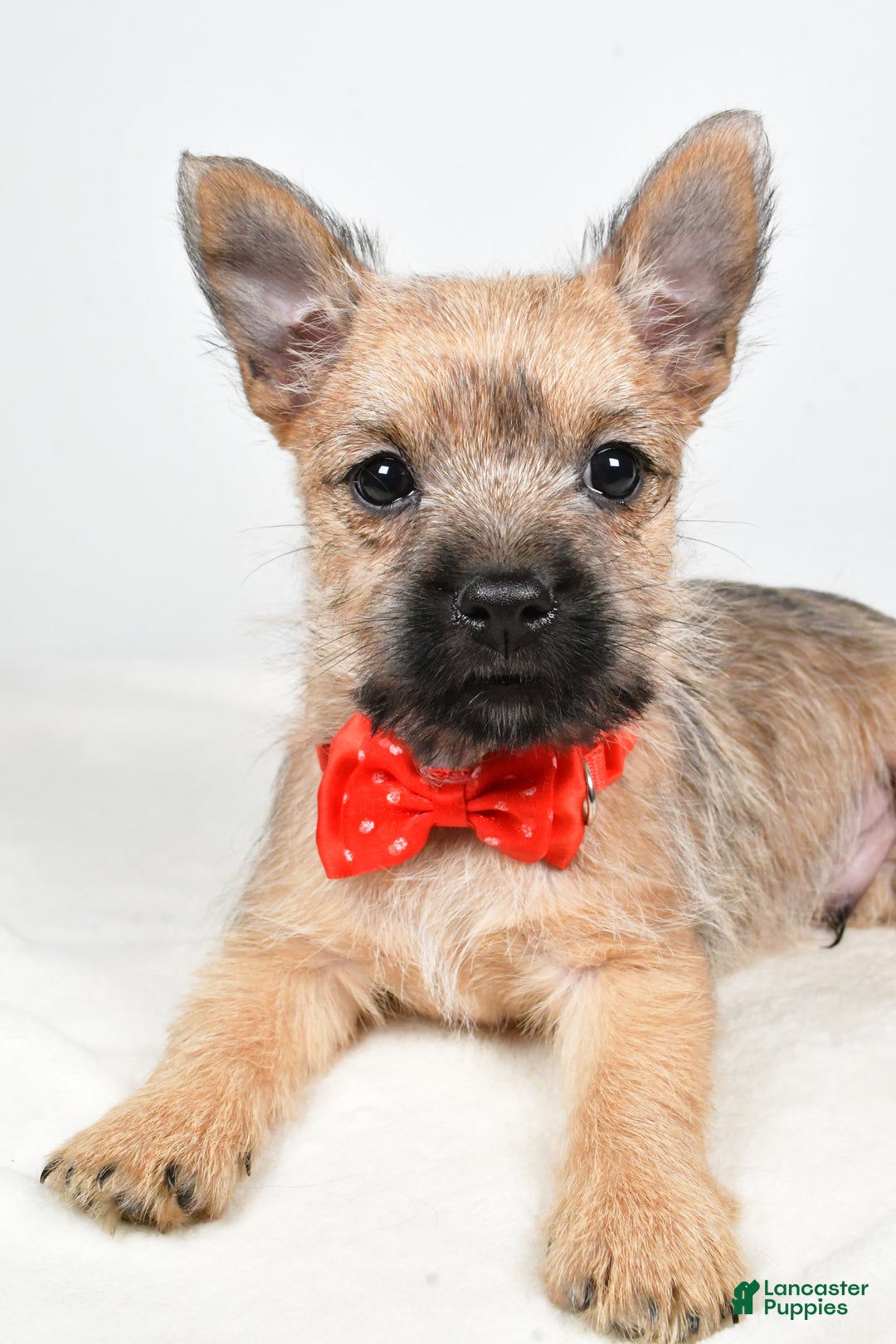Cairn Terrier dogs for sale: Tristan - Ad 11