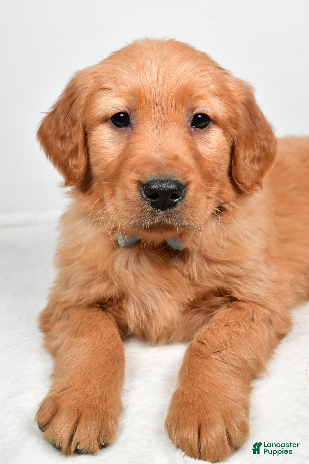 Golden Retriever dogs for sale: King - Ad 3