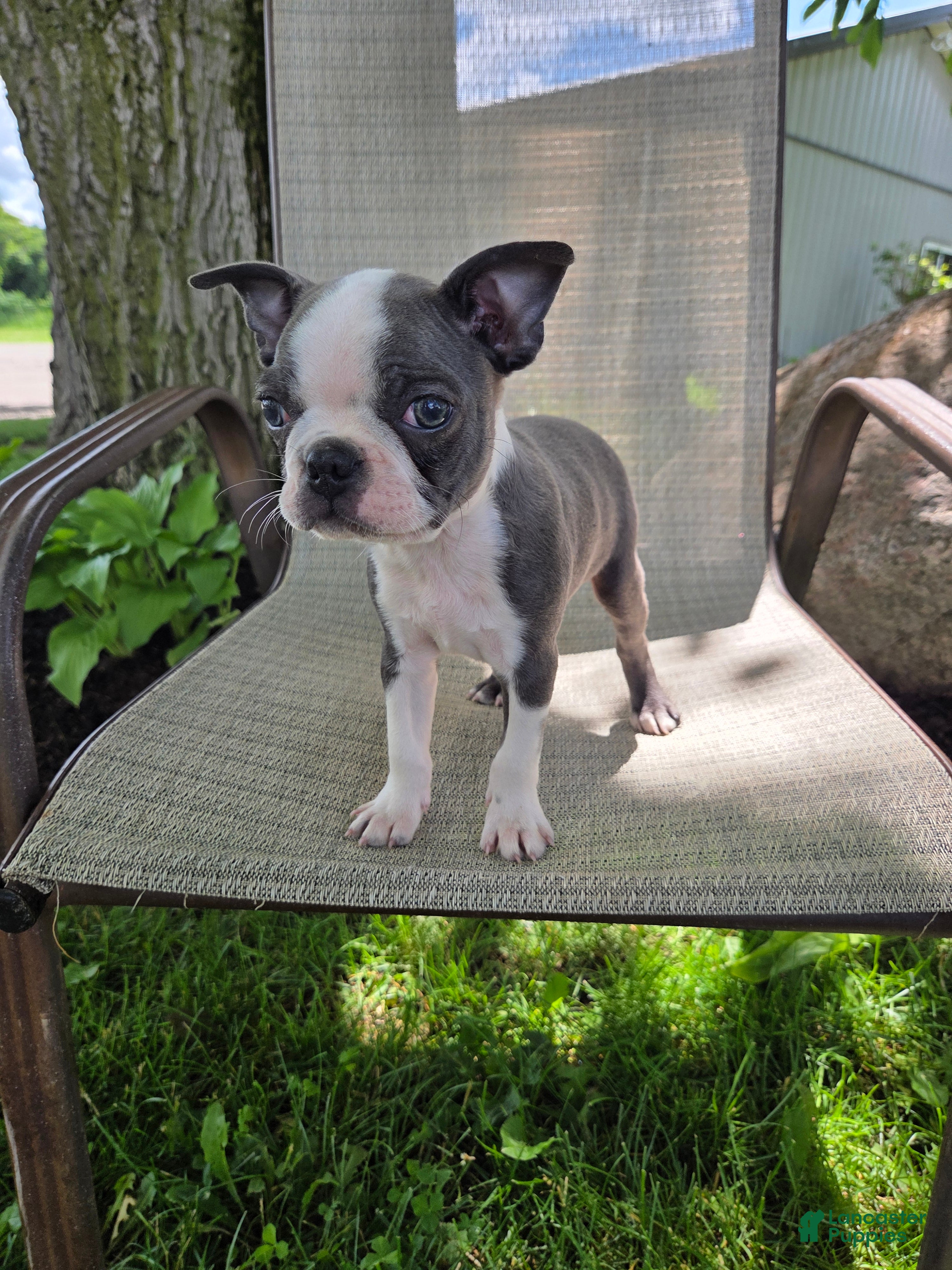 Boston Terrier dogs C.J. - Ad 1