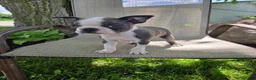 Boston Terrier dogs for sale: C.J. - Ad 1