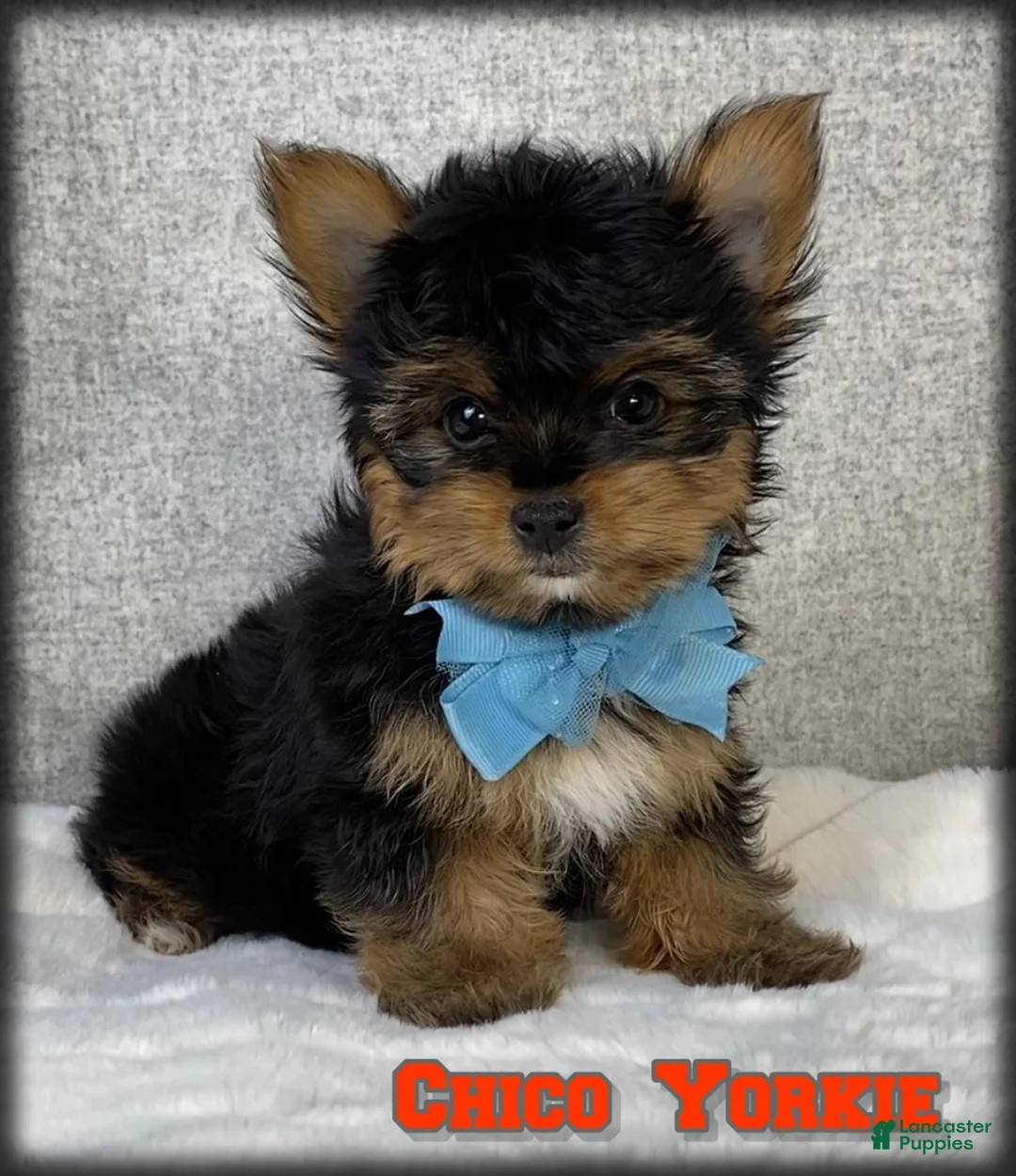 Yorkshire Terrier dogs for sale: Chico - Ad 1