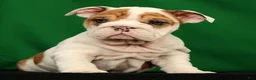 English Bulldog dogs for sale: Roxie - Ad 5