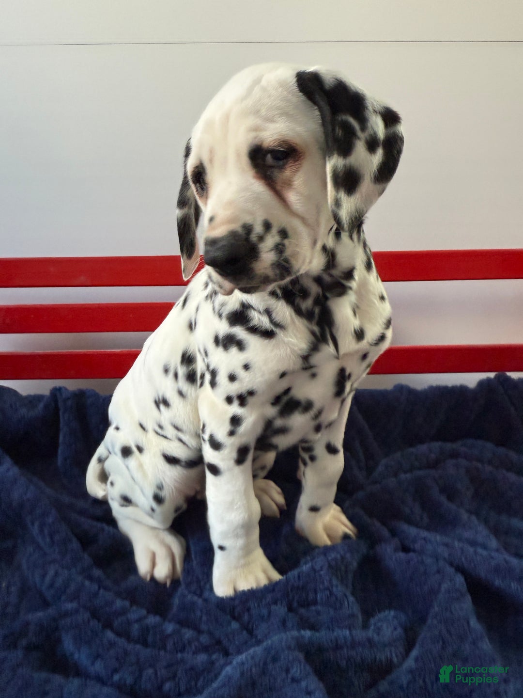 Dalmatian dogs for sale: Tommy - Ad 13