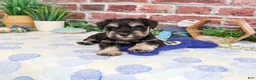 Miniature Schnauzer dogs for sale: Landon - Ad 4