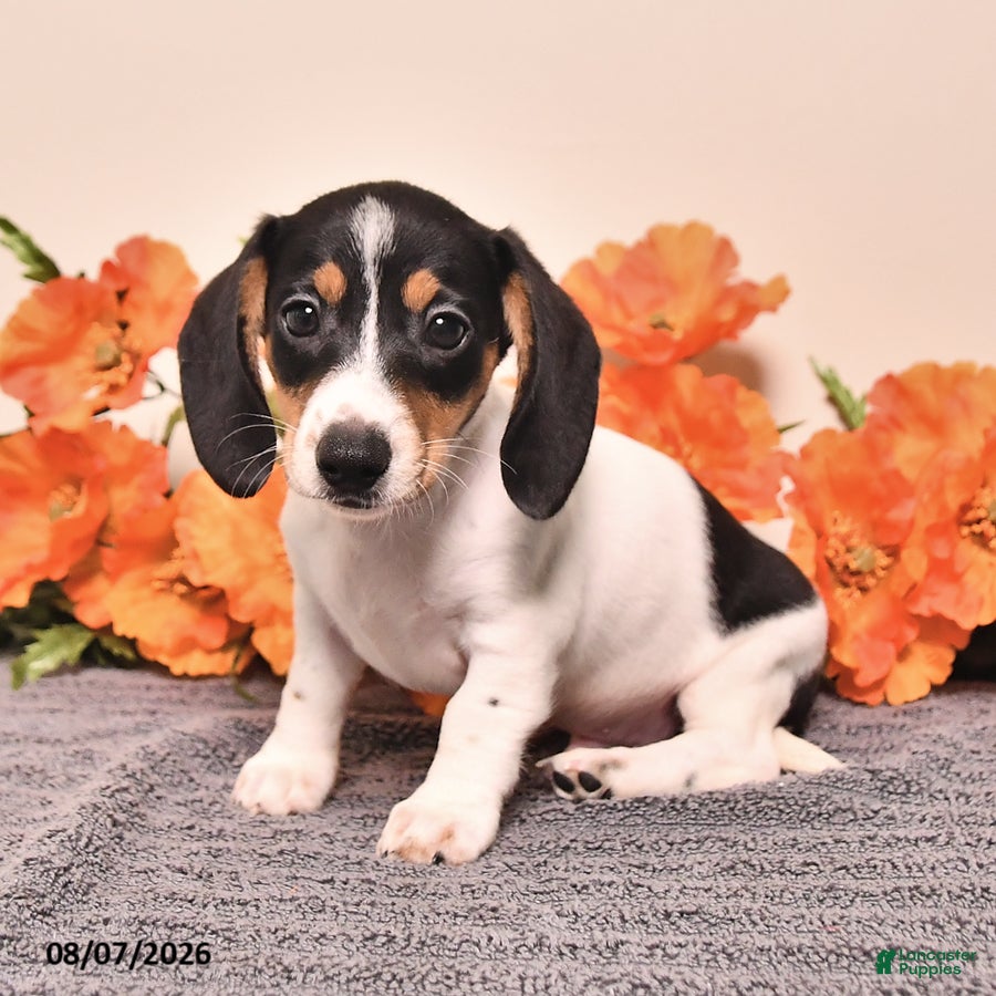 Miniature Dachshund dogs Comet - Ad 2