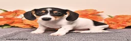 Miniature Dachshund dogs for sale: Comet - Ad 2