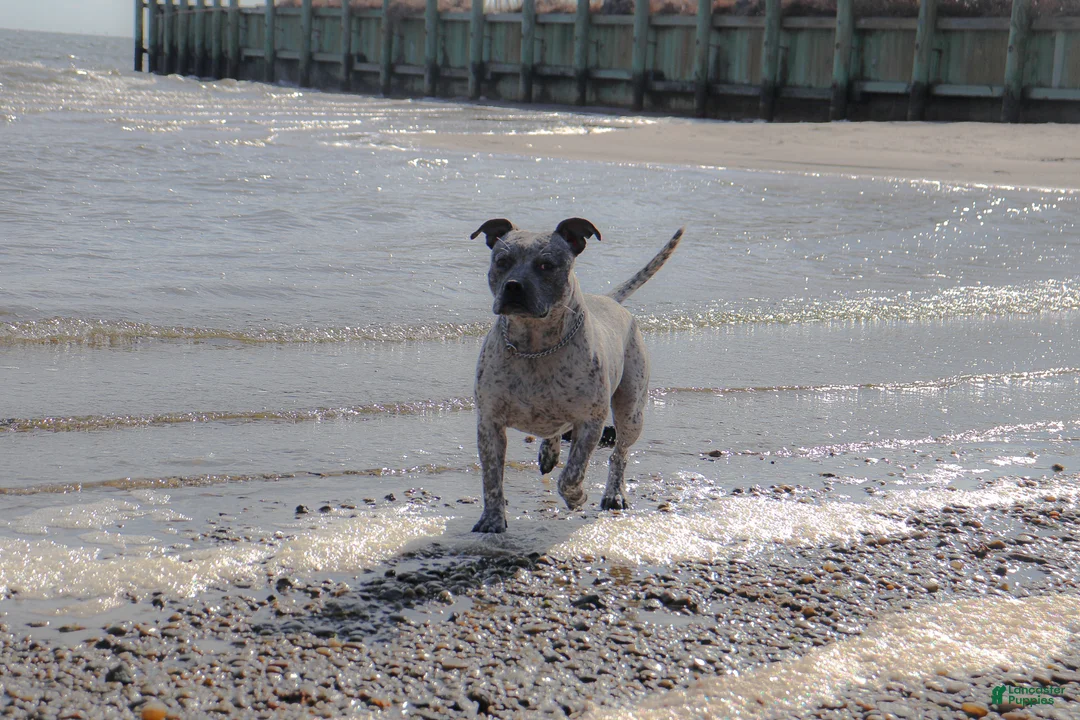 American Bully dogs for stud: Priest - Ad 3