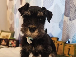 Miniature Schnauzer dogs - Ad 22