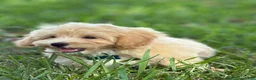 Maltipoo dogs for sale: Theo - Ad 6