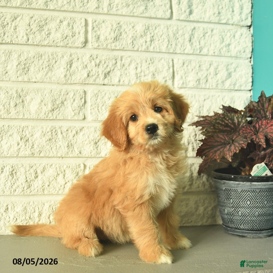 Mini Goldendoodle dogs Nellie  - Ad 1