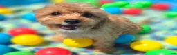 Cavapoo dogs for sale: Miles - Ad 42