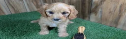 Cavapoo dogs for sale: Jazzy Boy 5 - Ad 2