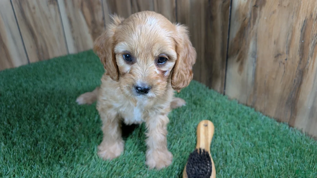 Cavapoo dogs for sale: Jazzy Boy 5 - Ad 2
