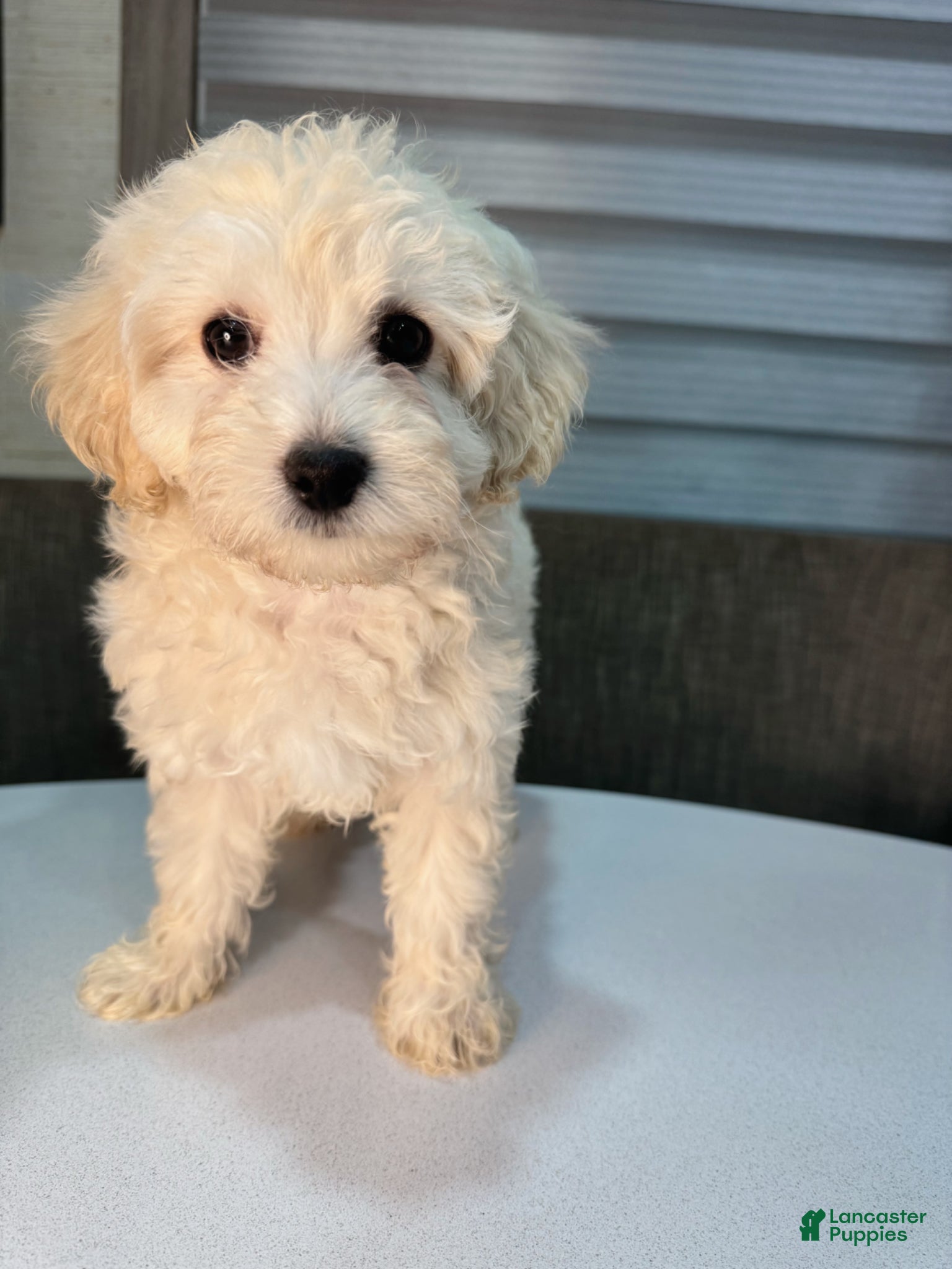 Maltipoo dogs Milo - Ad 2