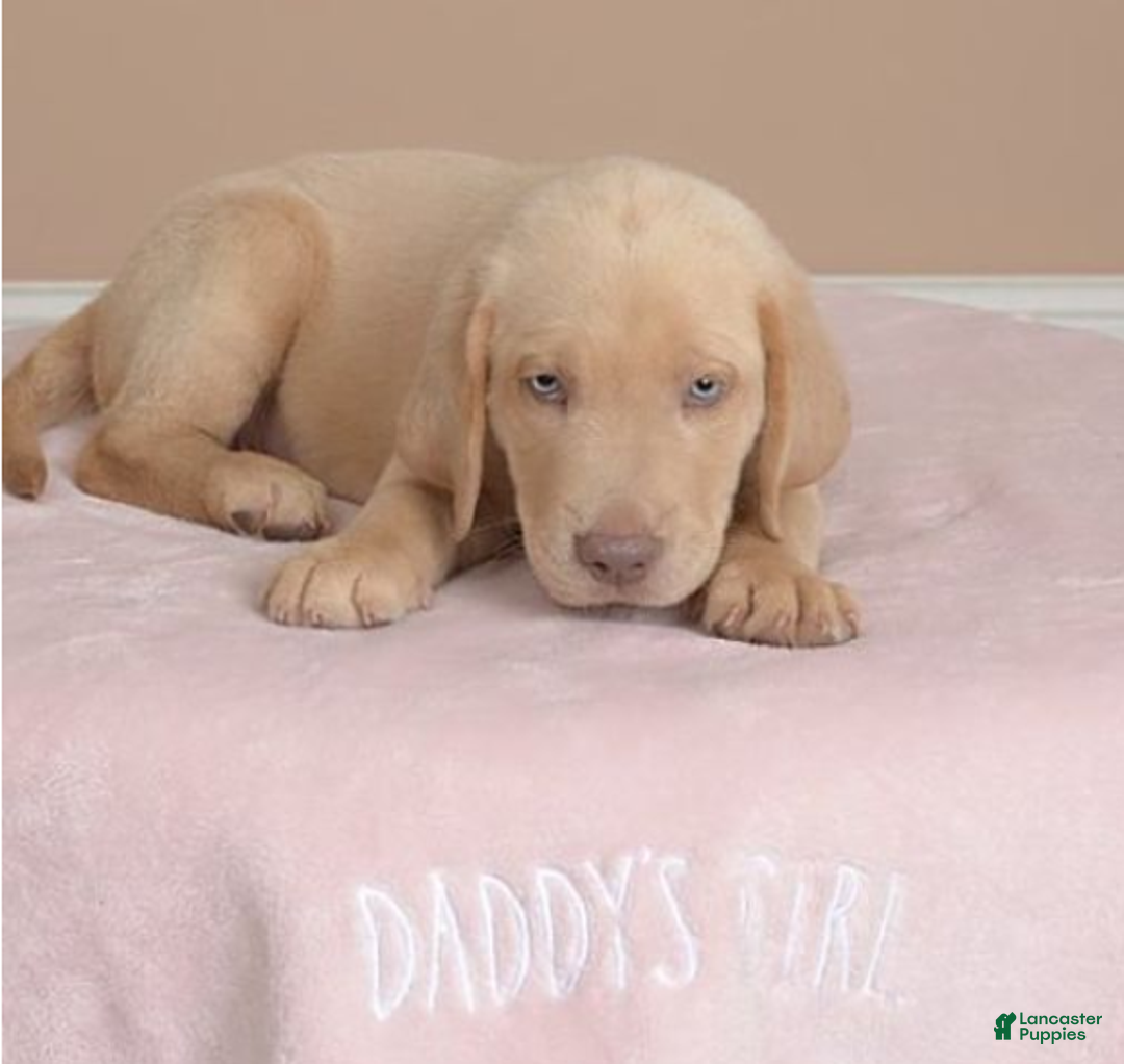 Labrador Retriever dogs for sale: Labrador Retriever Puppy 5 - Ad 32