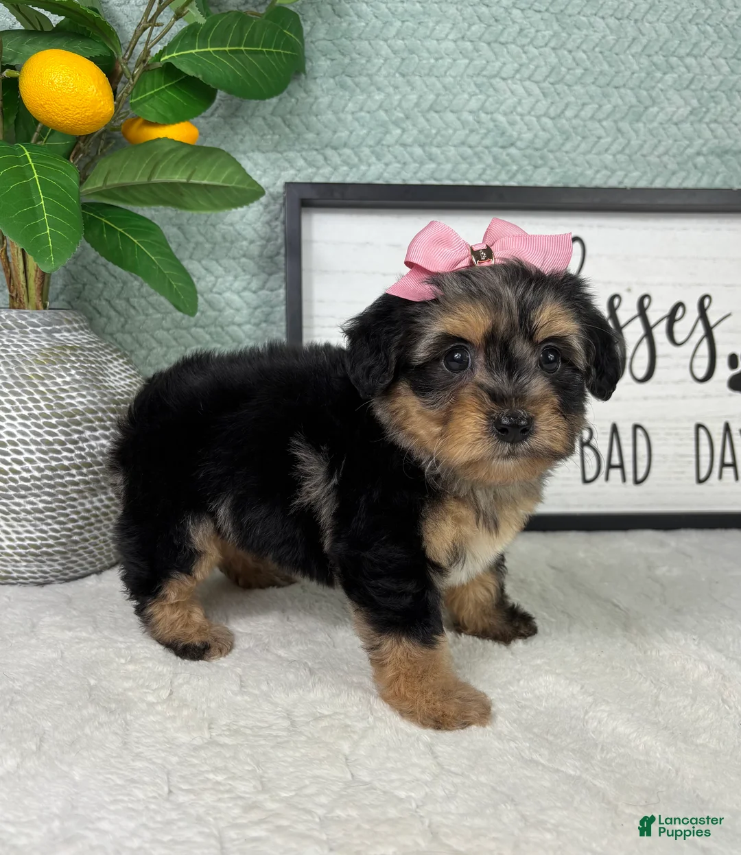 Yorkiepoo dogs for sale: Princess  - Ad 5