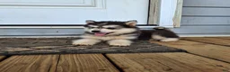 Pomsky dogs for sale: Dante  - Ad 3