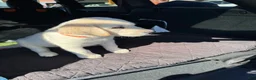 Labrador Retriever dogs for sale: Labrador Retriever 2 - Ad 11