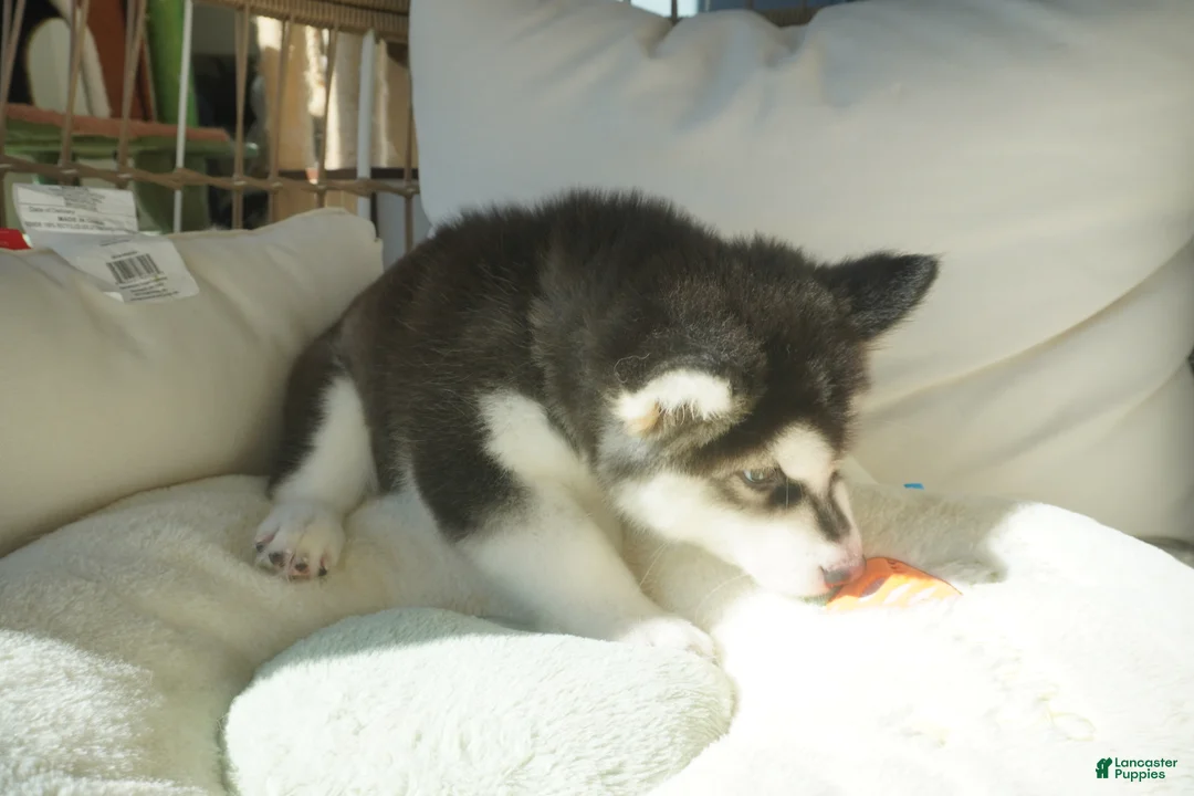 Alaskan Malamute dogs for sale: Saseme - Ad 15