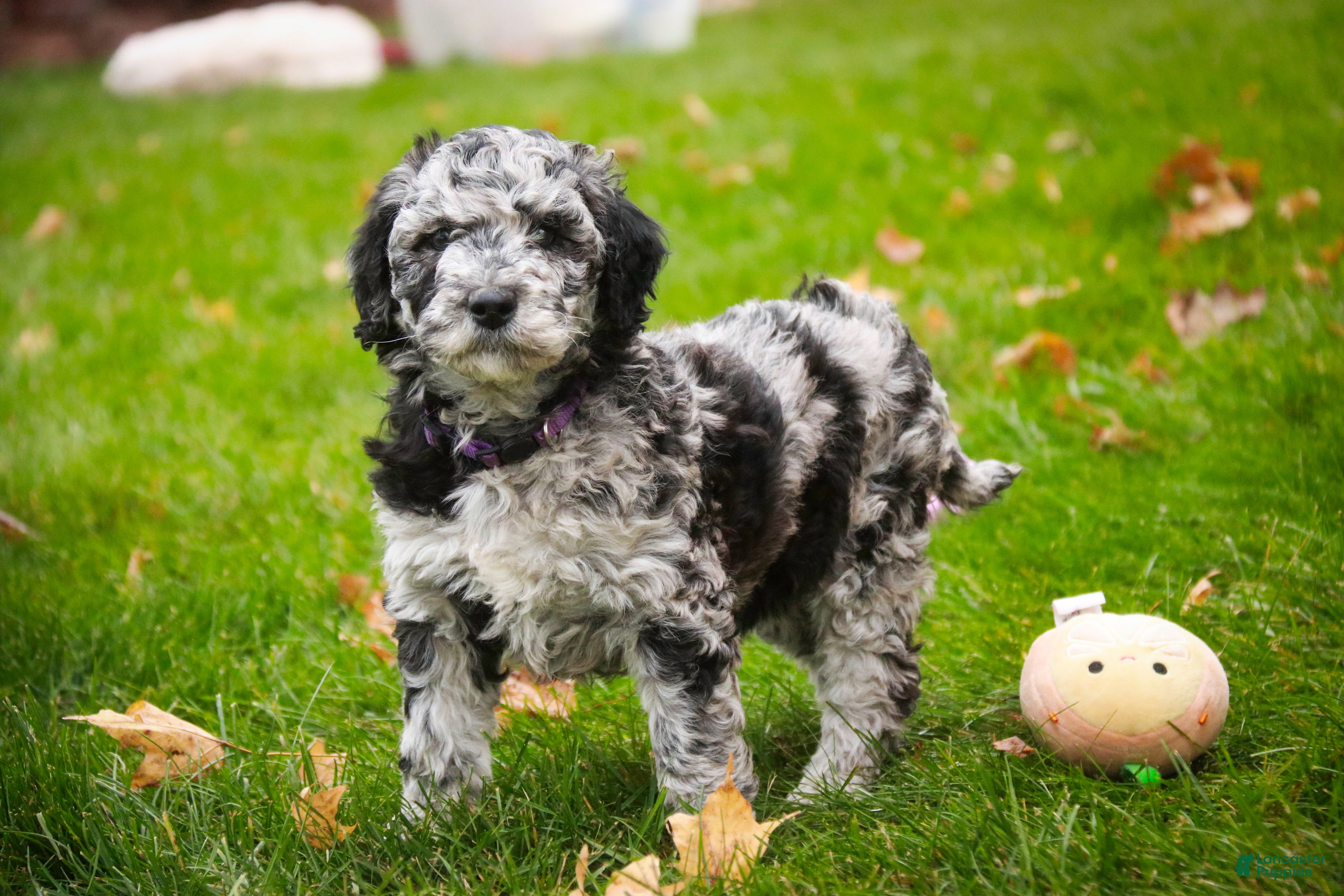 Mixed Breed dogs Piper - Ad 19