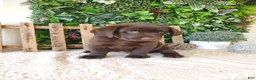 Labrador Retriever dogs for sale: Autumn - Ad 1