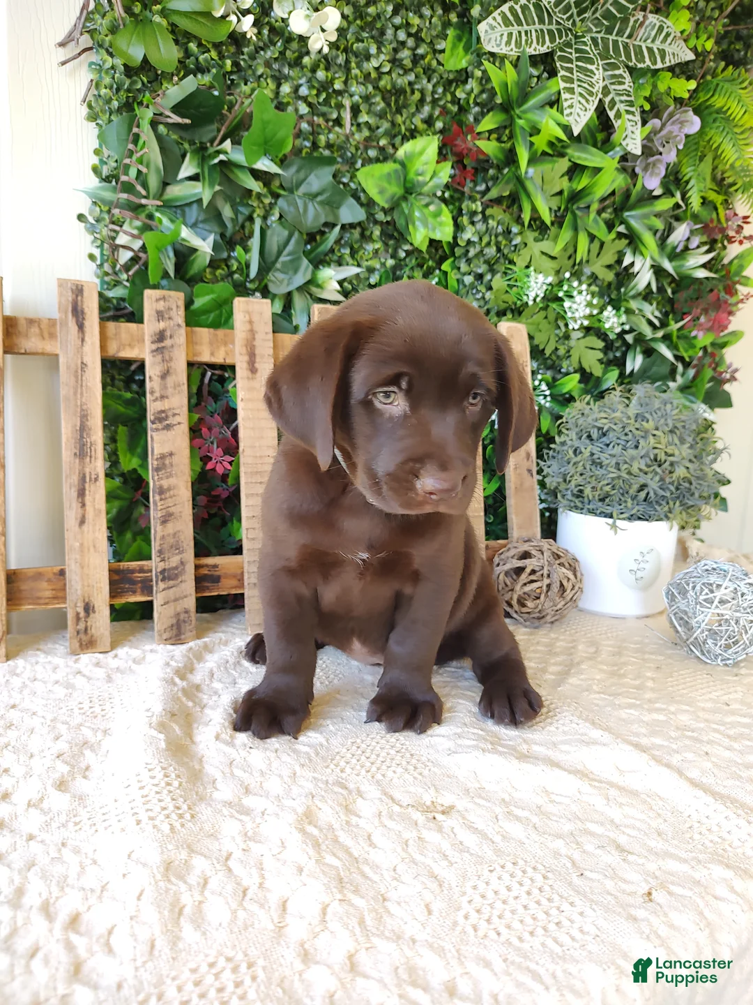 Labrador Retriever dogs for sale: Autumn - Ad 1