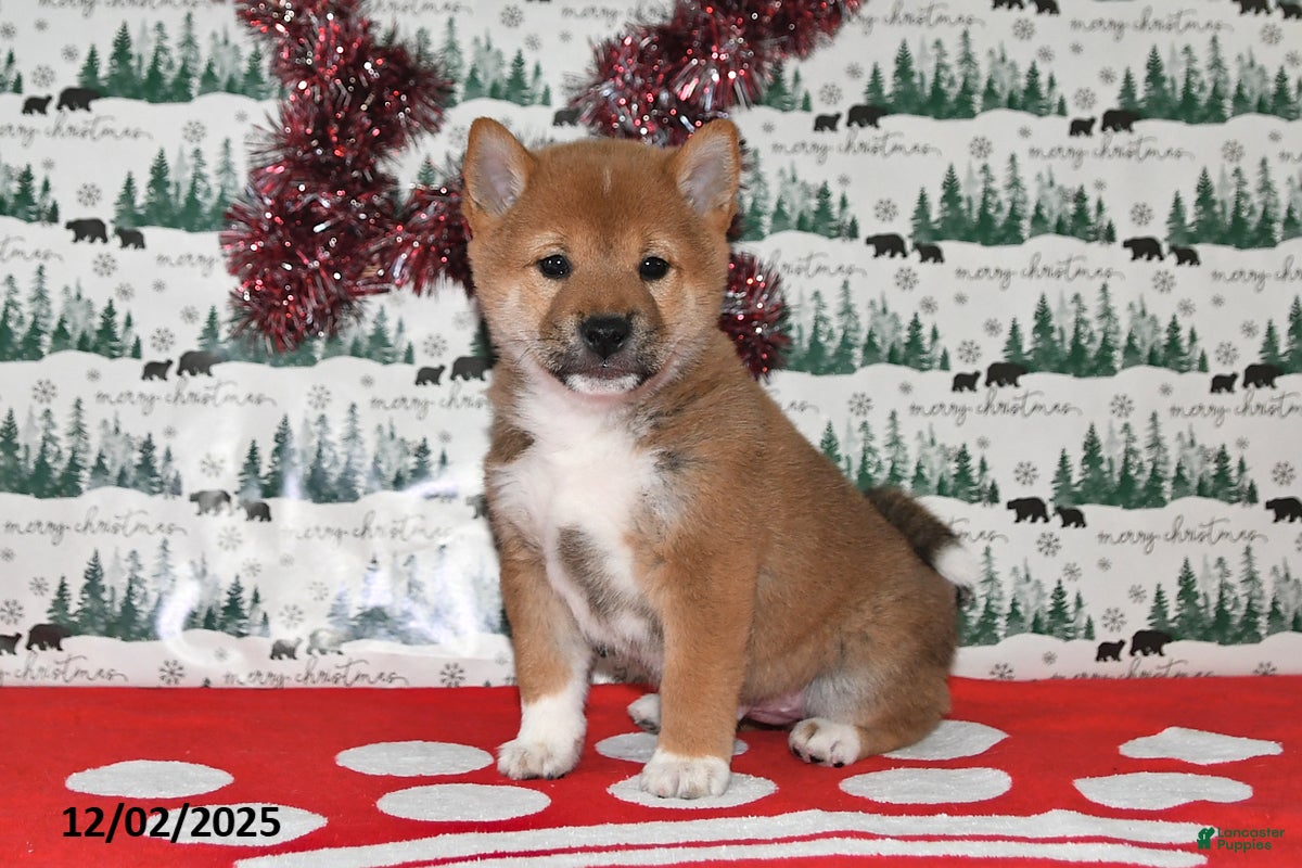 Shiba Inu dogs Milan - Ad 7