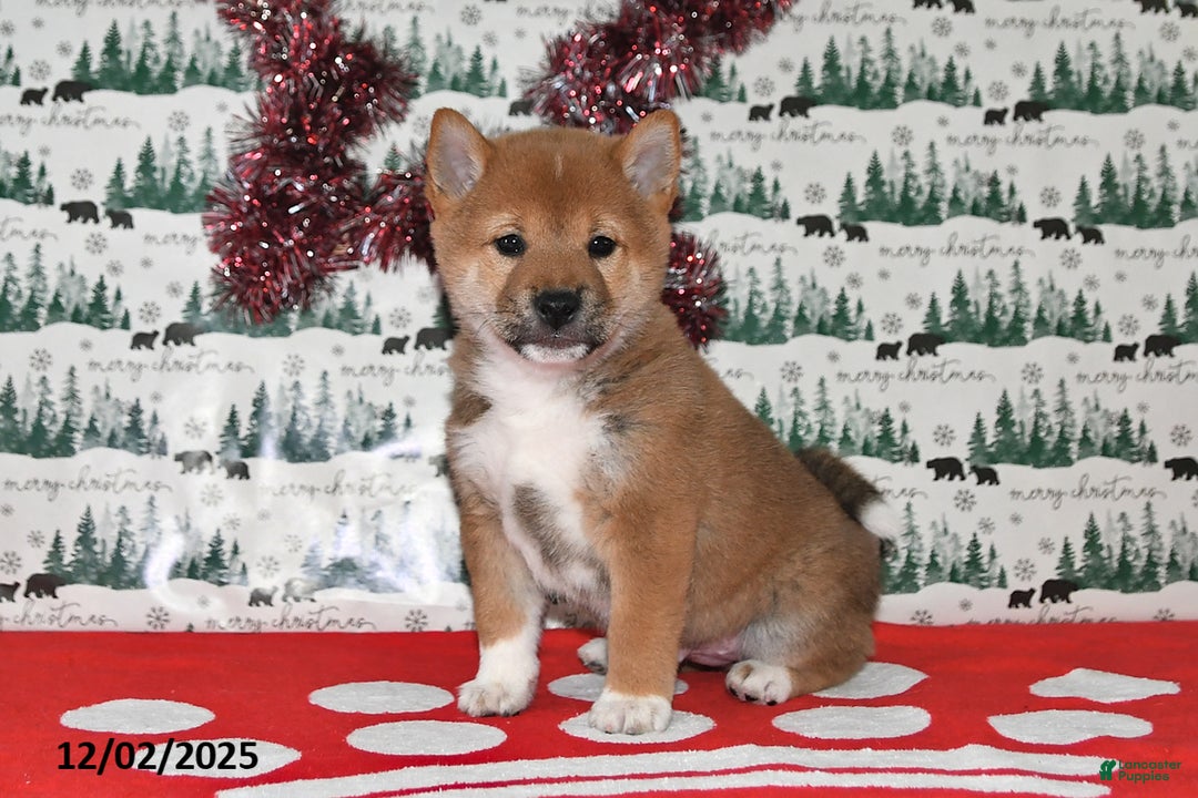 Shiba Inu dogs for sale: Milan - Ad 1