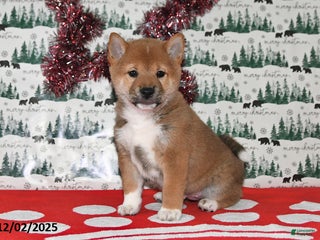 Shiba Inu dogs Milan - Ad 39