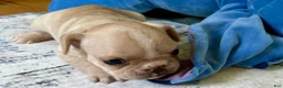 French Bulldog dogs for sale: French Bulldog Truffle  - Ad 5