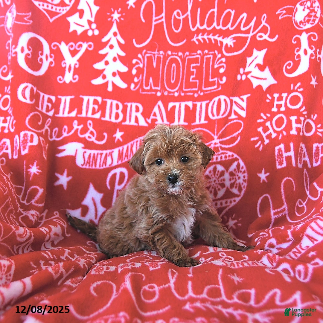 Mini Goldendoodle dogs for sale: Noelle - Ad 3