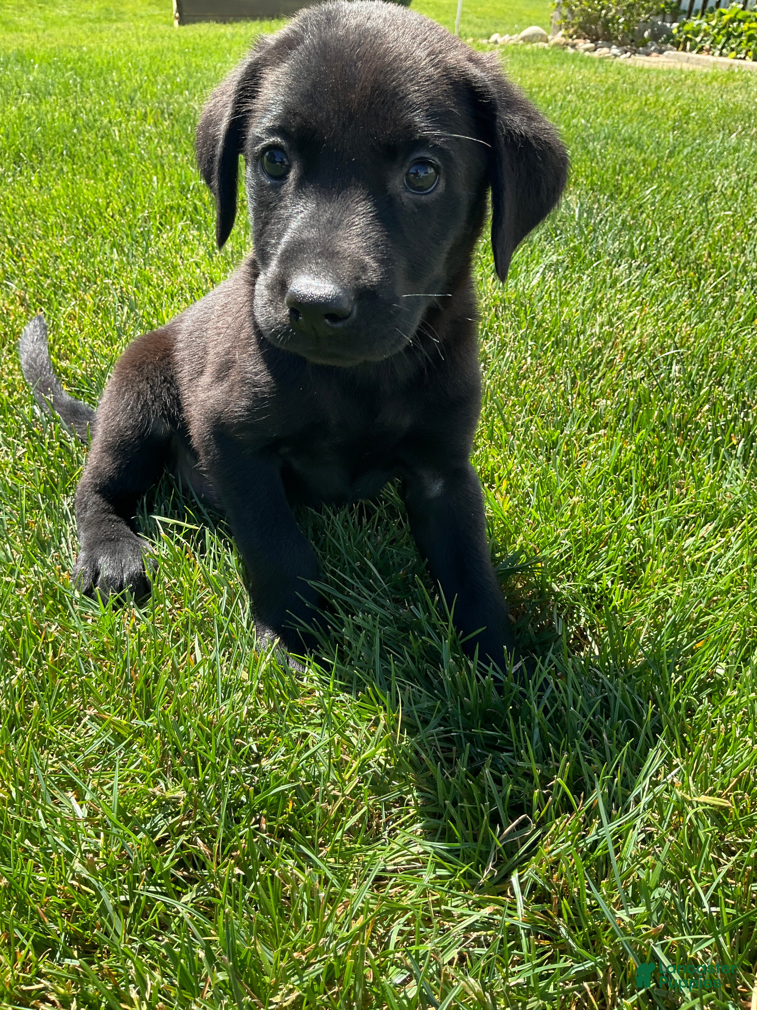 Labrador Retriever dogs Bo - Ad 1