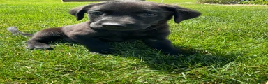 Bo