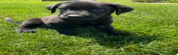 Labrador Retriever dogs for sale: Bo - Ad 1