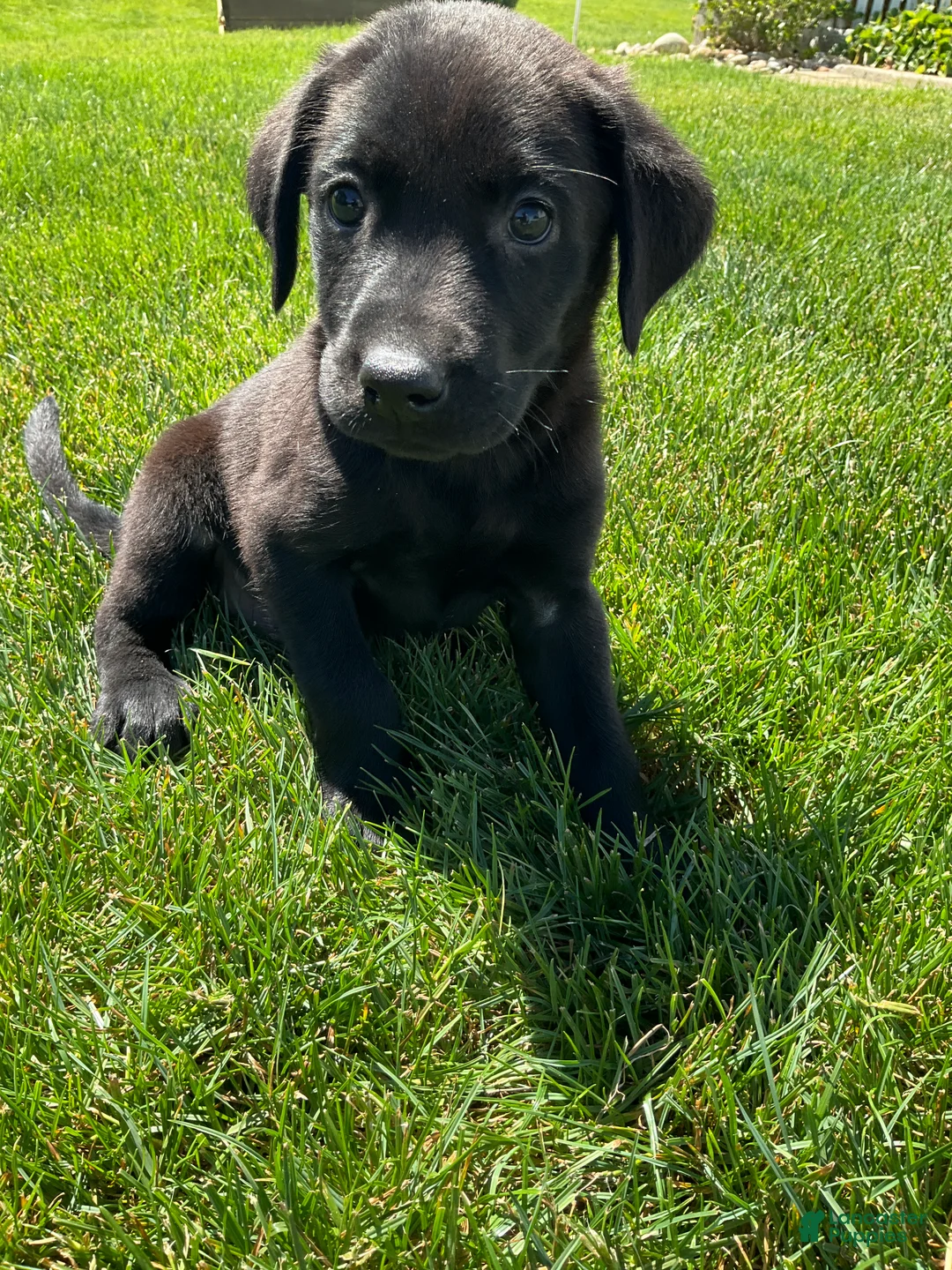 Labrador Retriever dogs for sale: Bo - Ad 1