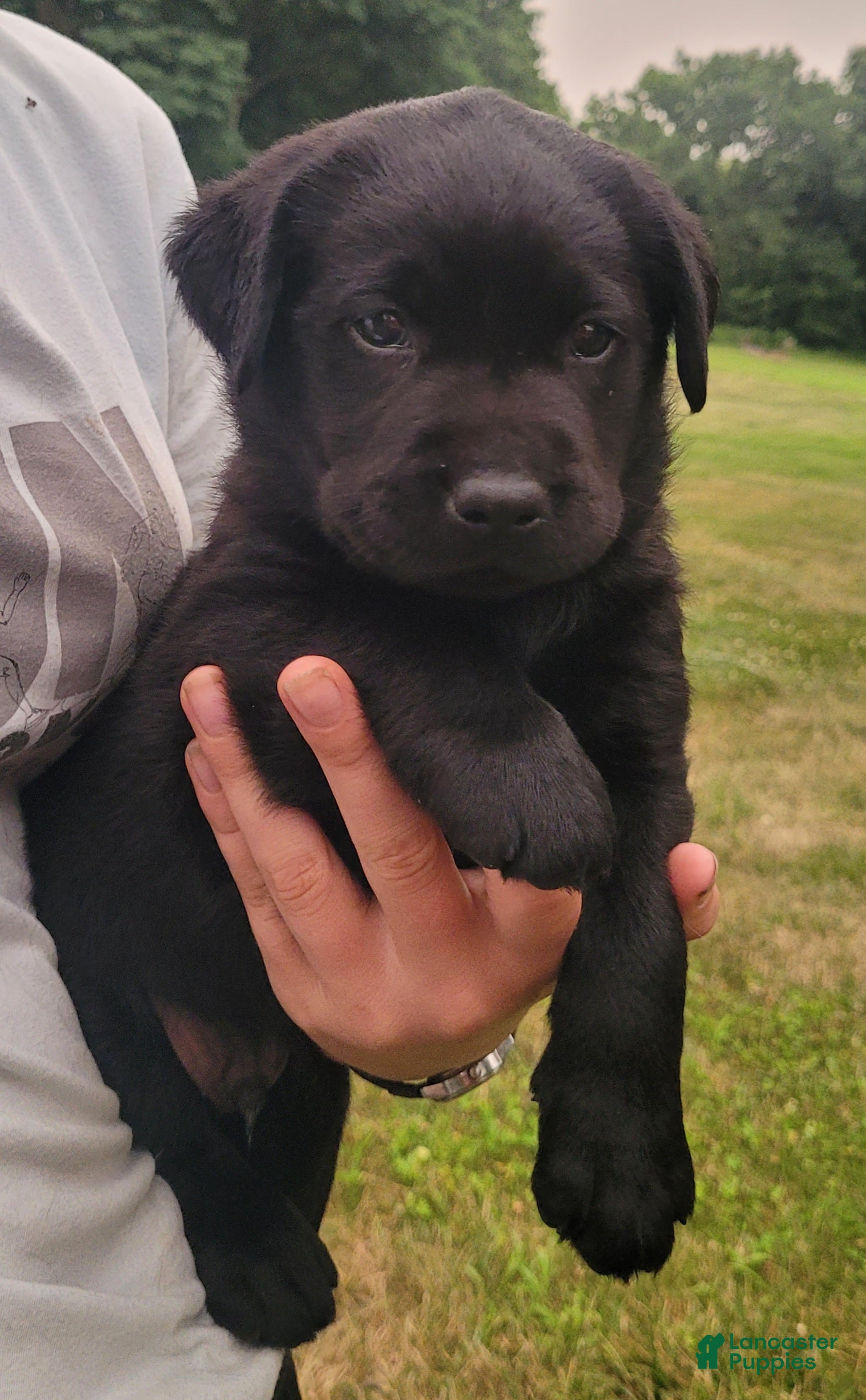 Labrador Retriever dogs Maverick  - Ad 2