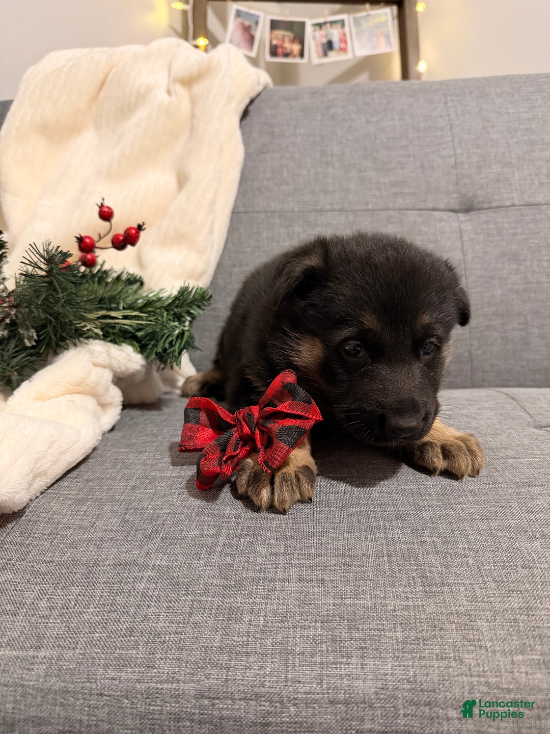 German Shepherd dogs for sale: German Shepherd Puppy 4 - Ad 2
