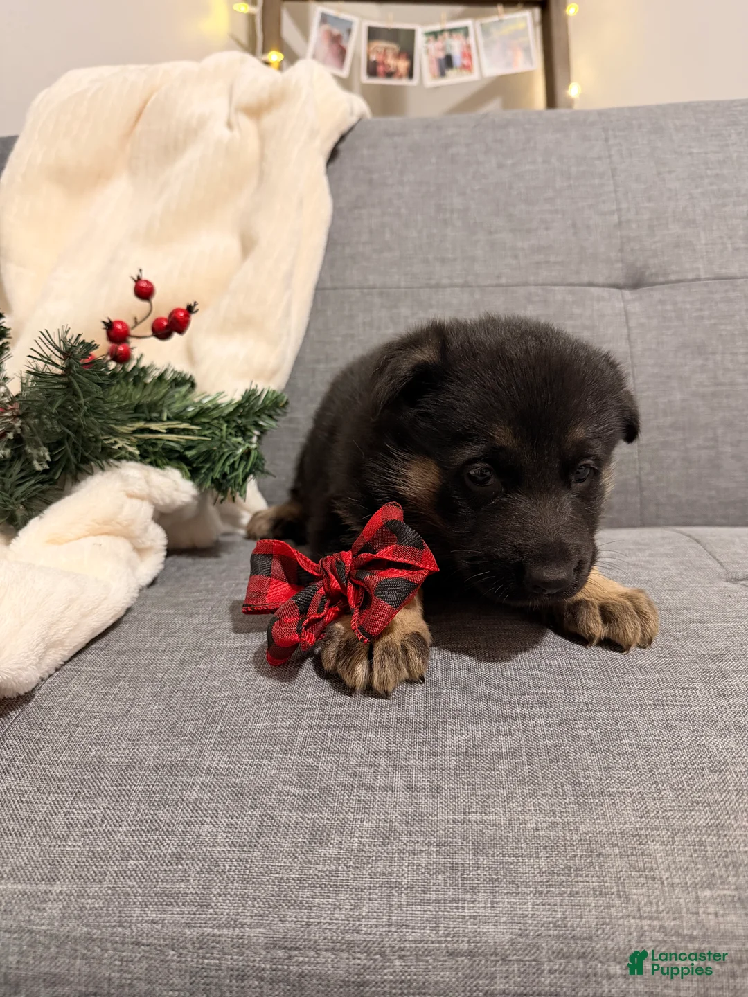 German Shepherd dogs for sale: German Shepherd Puppy 4 - Ad 2