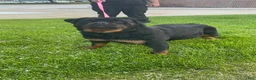 Rottweiler dogs for sale: Rottweiler Puppy 3 - Ad 6