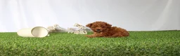 Toy Poodle dogs for sale: AKC Callie (tiny) - Ad 3
