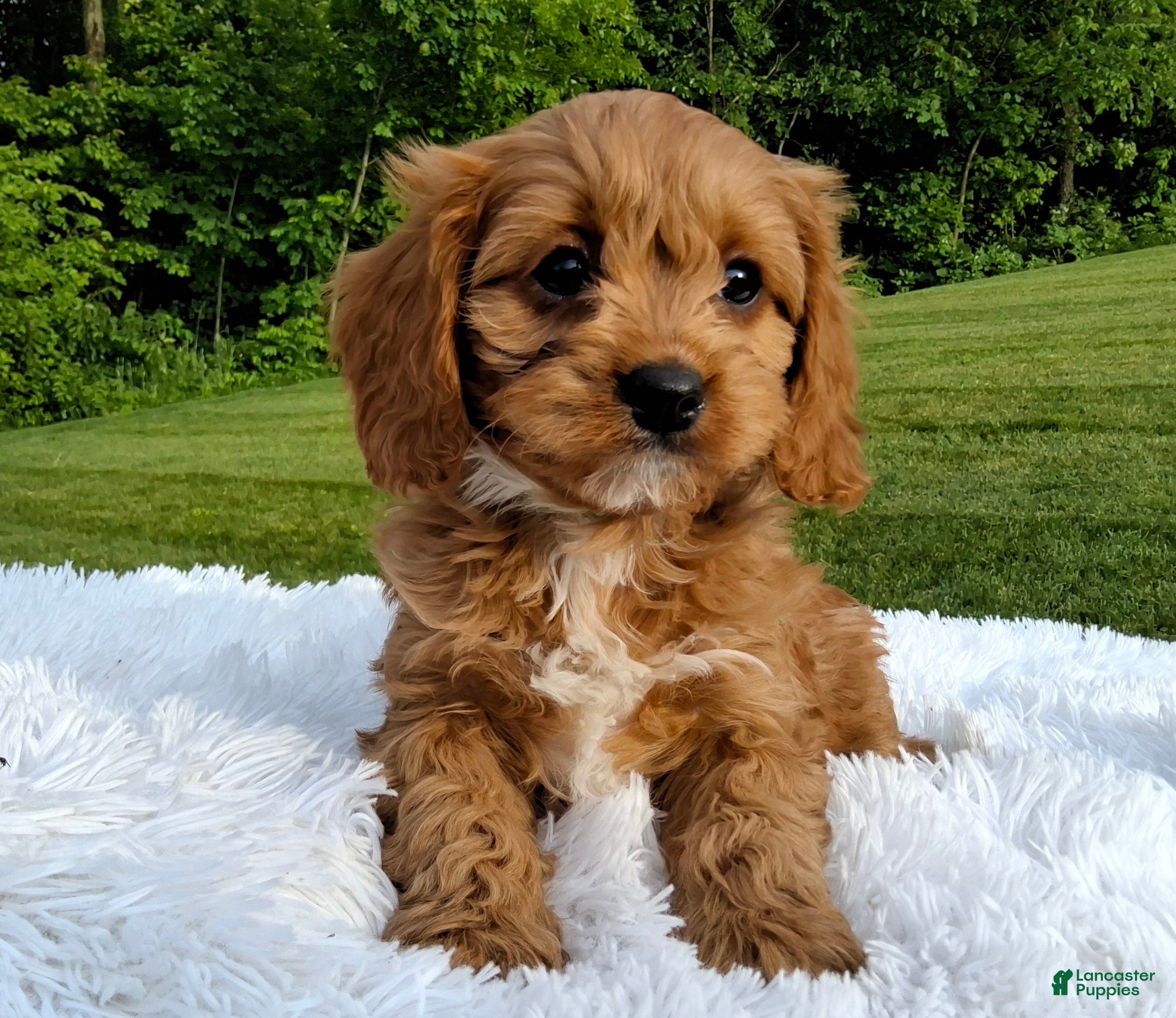 Cavapoo dogs Phoenix  - Ad 1
