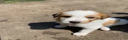 Mixed Breed dogs for sale: Coconut - Ad 1